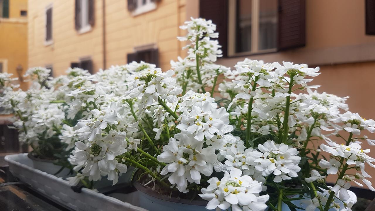 Sweet Del Moro Apartment Rome